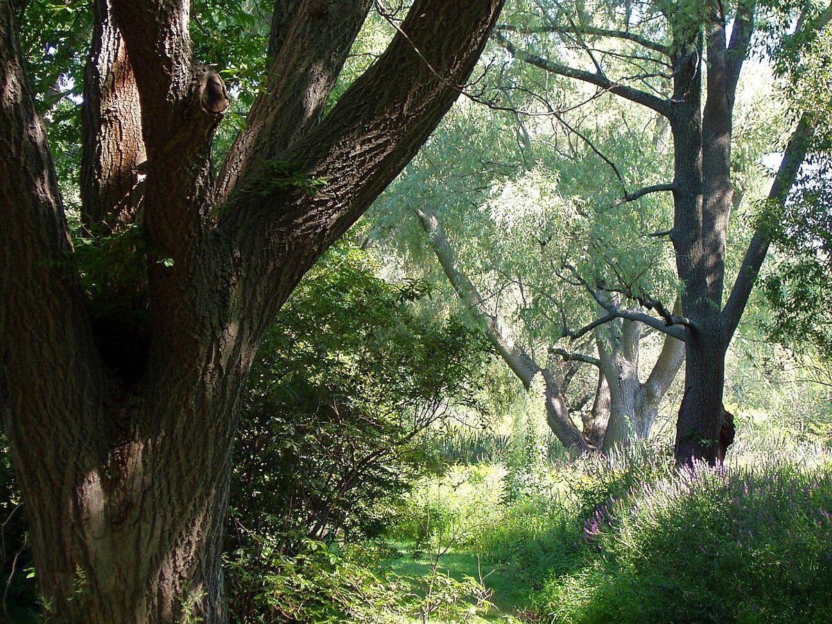 Path through the Arnold Arboretum in Jamaica Plain, Boston